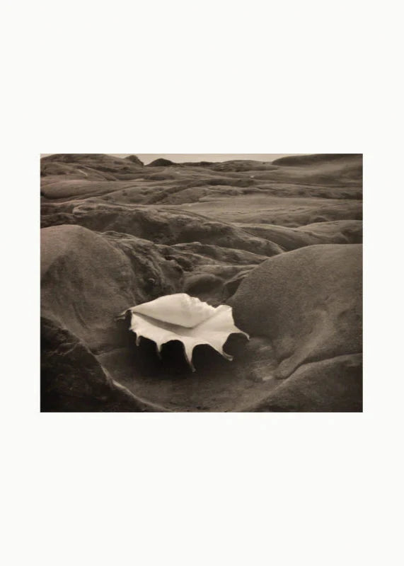 La photographie en noir et blanc d'Edward Weston met en évidence le contraste saisissant entre une coquille de coquillage blanche et la crevasse sombre dans le sable de la plage. La lumière du soleil éclaire le sable autour de la crevasse, créant une atmosphère dramatique.