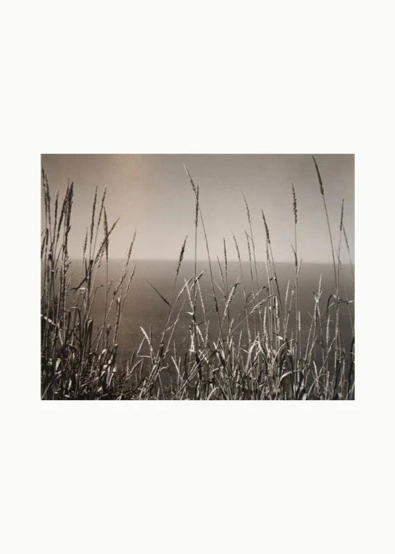 Page ouverte montrant une photo monochrome d'Edward Weston d'un paysage en bord de mer. On y aperçoit l'eau avec au premier plan des herbes hautes.